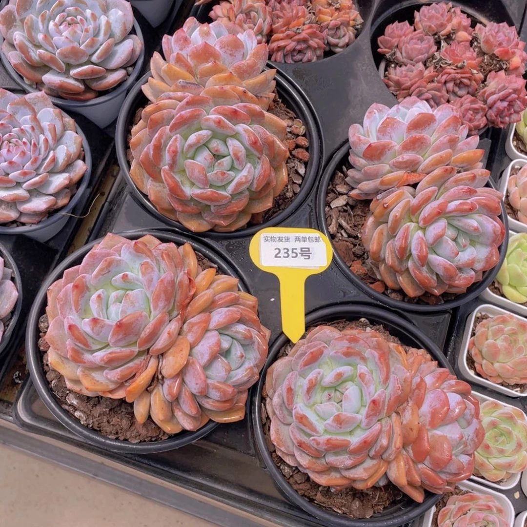 235号 韩版橙梦露母本大双头一个