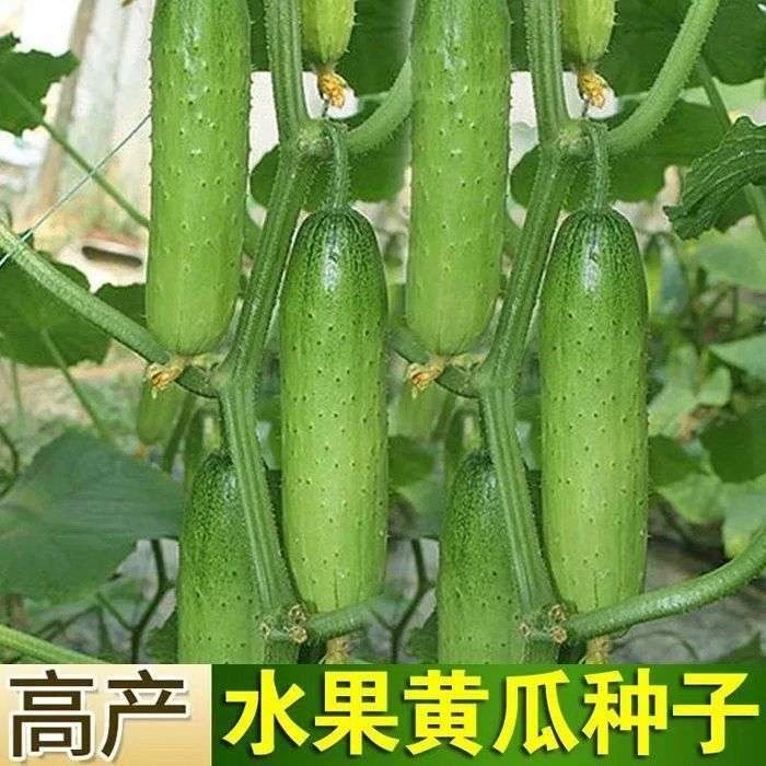 【春季水果旱黄瓜种子】菜园花盆种子高产好种植懒人种植