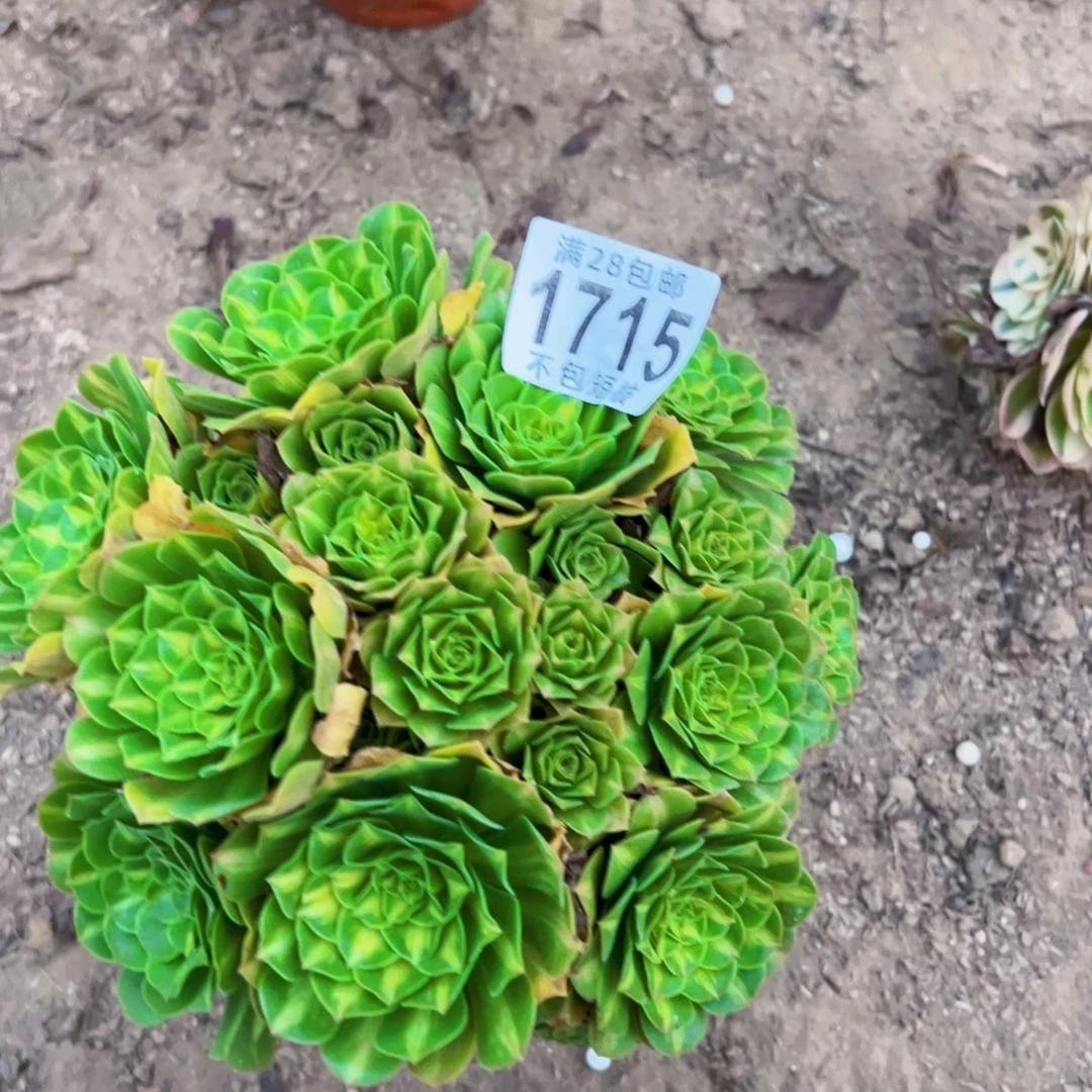 粉翠流离多肉植物1715