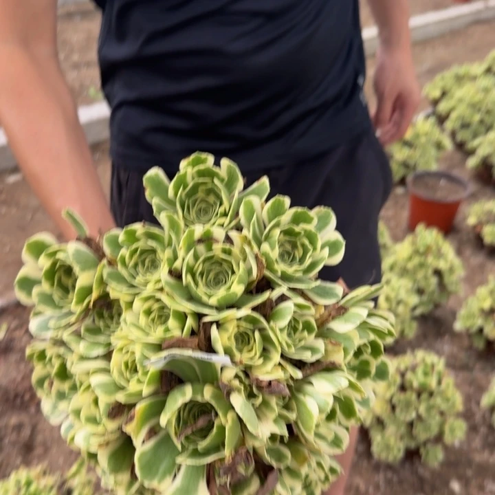344。冷月。多肉植物