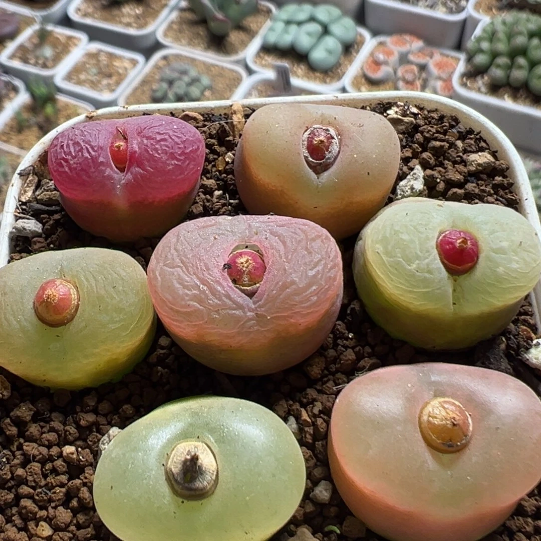 503多肉植物百科植物