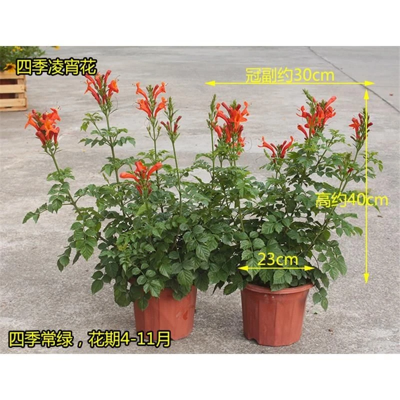 凌霄花苗盆栽爬藤植物庭院好养四季可观赏花卉