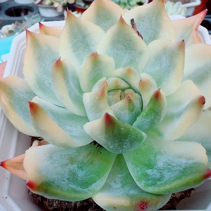 吉娃娃锦多肉植物172