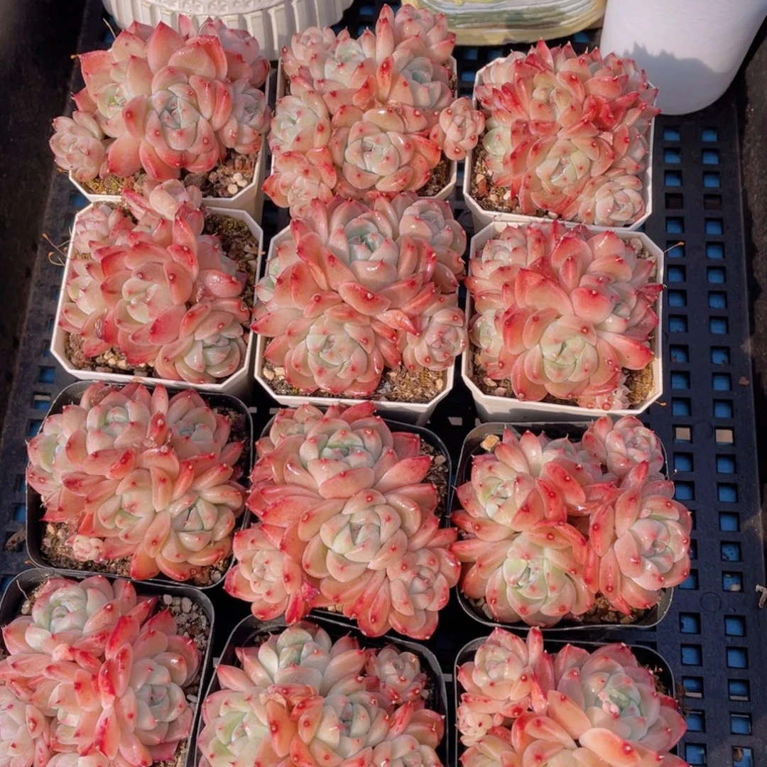 量拍40号 西施佳人大群生五头起一个带万象盆