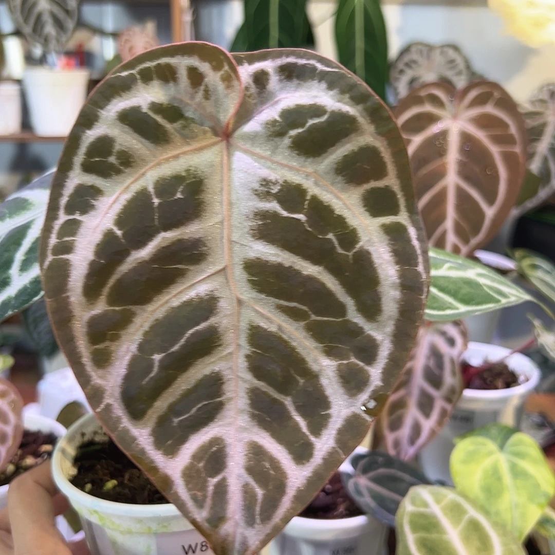 无花朵优选粉柠檬杂SKG银红W80