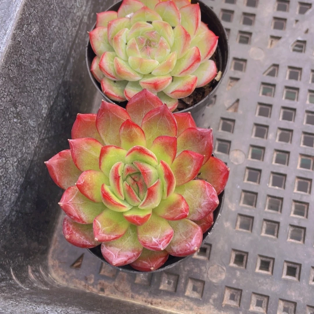 824号 小粉莓加荔枝玫瑰