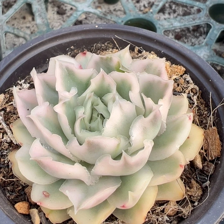 紫蝴蝶锦一物一拍锦龙