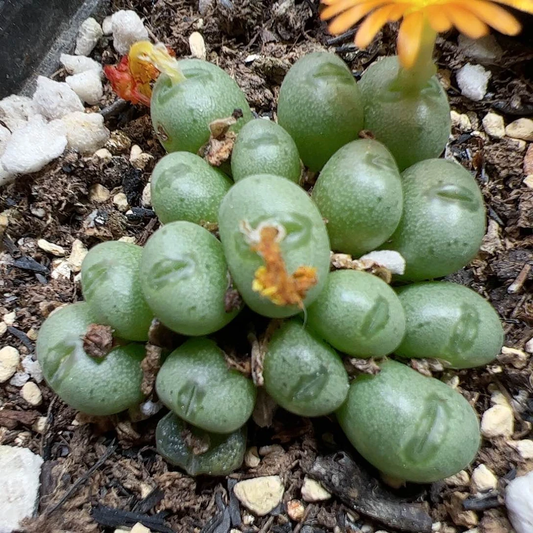 【闪购商品】13 小海豚