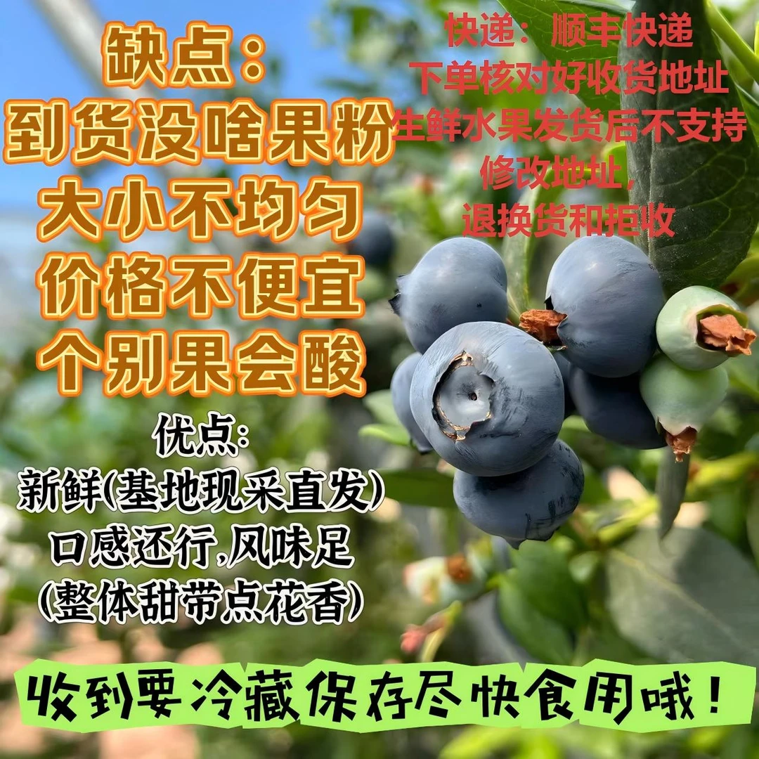 【海龙的果】趁新鲜大口吃 大凉山蓝莓 1-2斤 顺丰包邮
