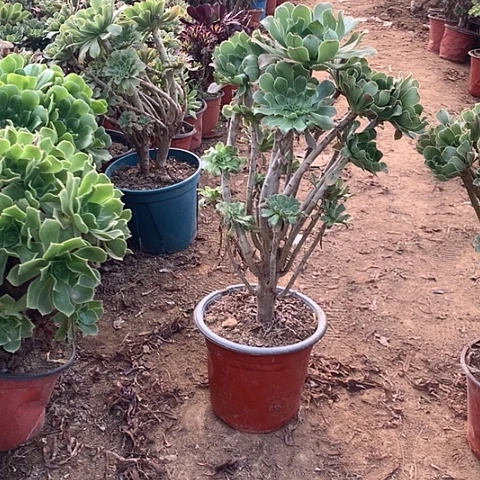 健健康康快快乐乐健健康康11