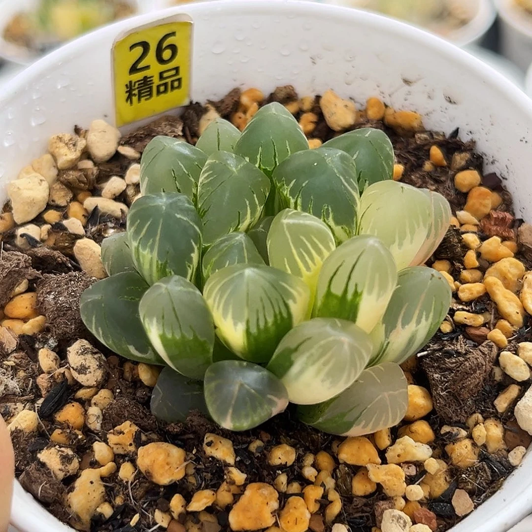 26老川玉露锦福利福利