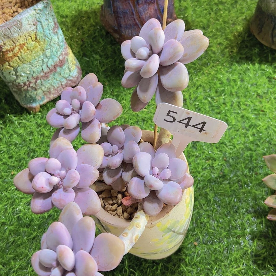 云*✨544桃蛋20元元元