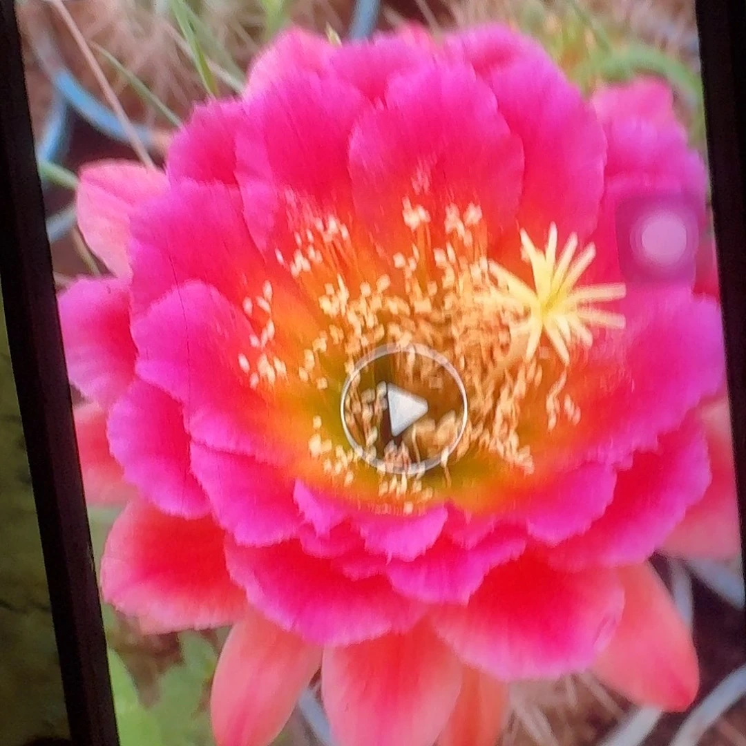 闭月根7公分毛花柱