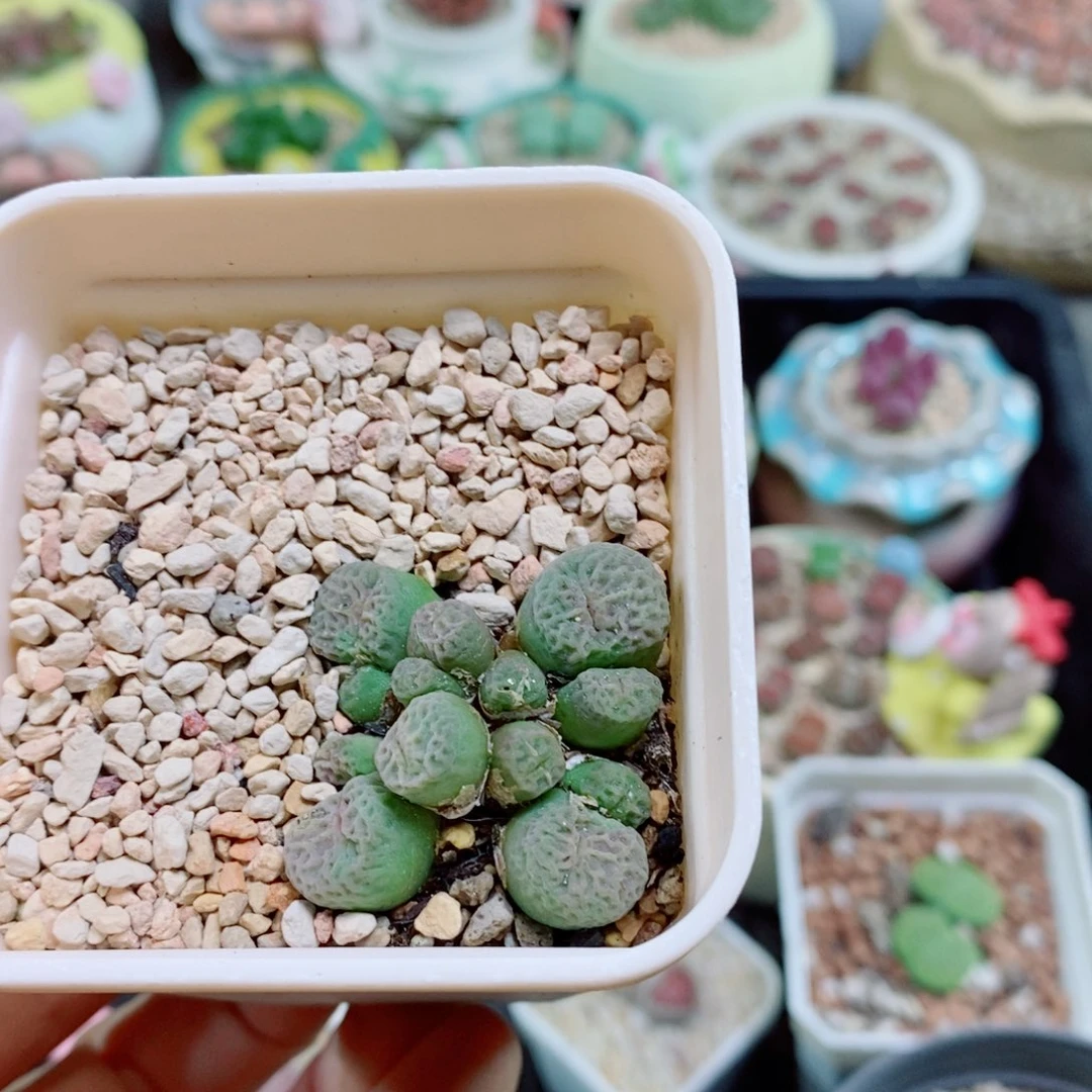 *****生石花花花花花花花花277
