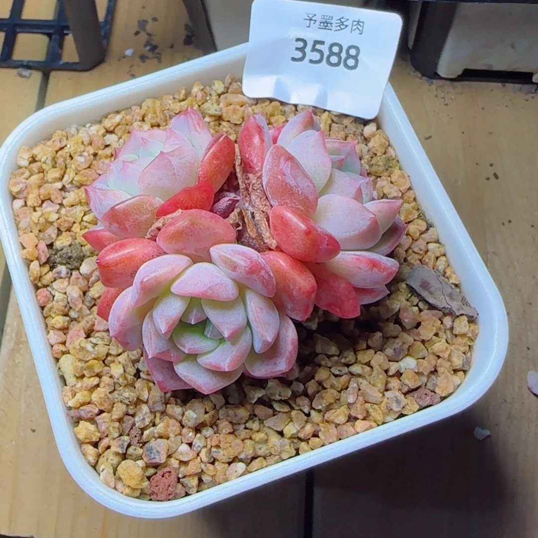 水晶桃子，3588多肉植物
