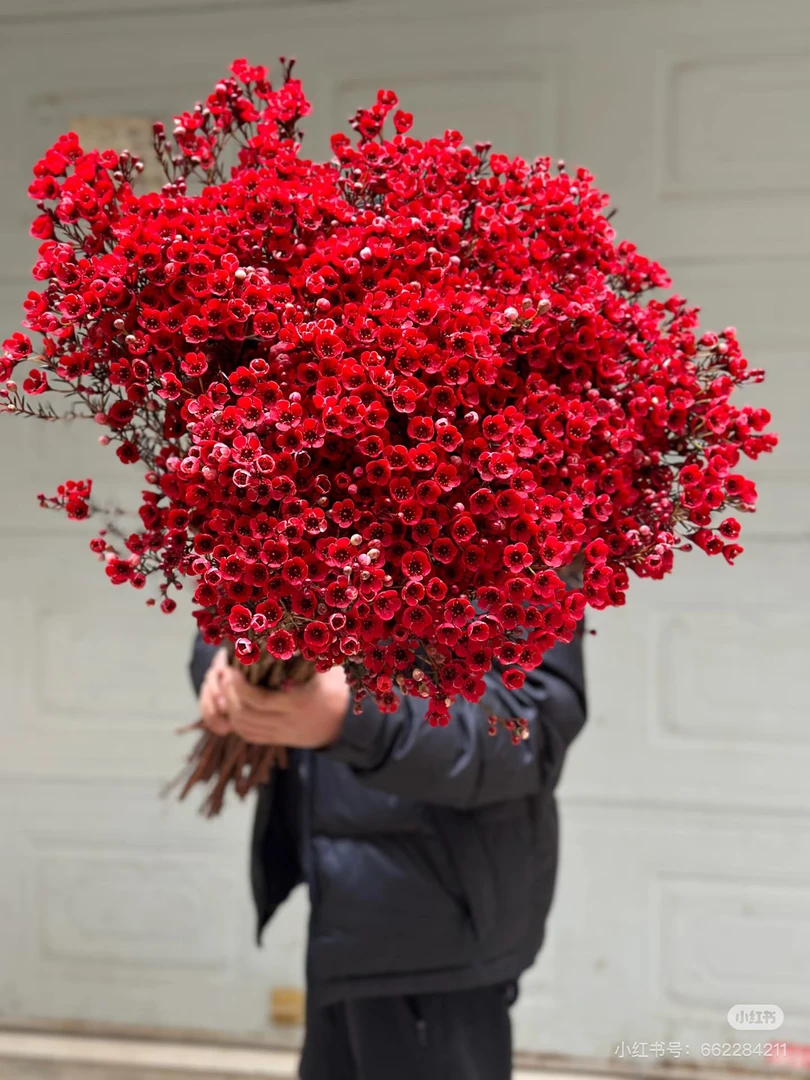 红色腊梅一扎两单包邮一单或低温不拍保温冻坏不售后