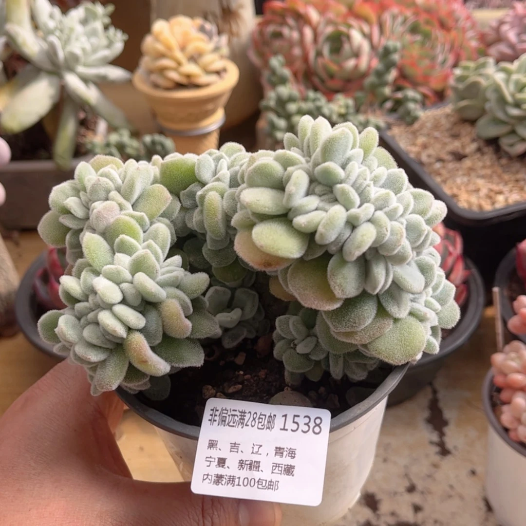 【闪购商品】1538雪晃星缀