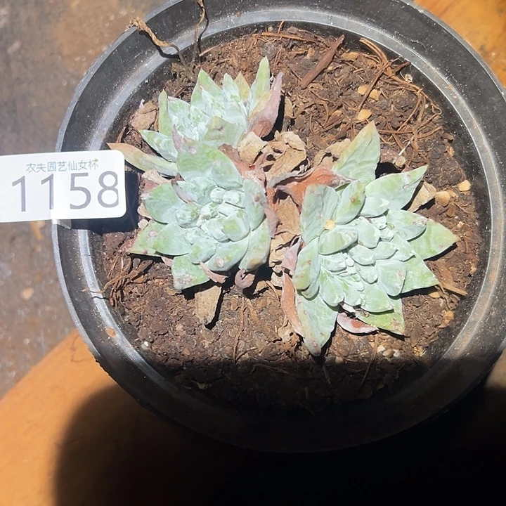 大脸白姆仙女杯多肉福利
