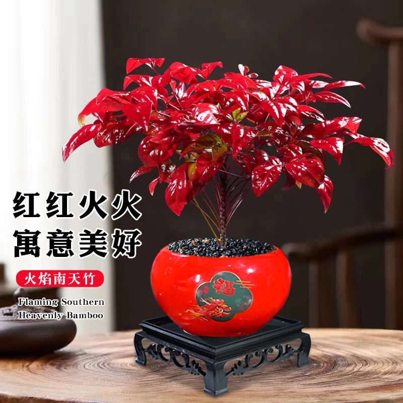 室内外植物盆景火焰南天竹客厅庭院竹子花卉绿植耐寒树苗红叶盆栽