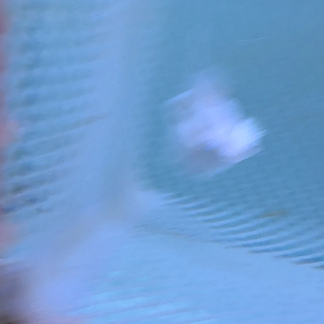 孔雀鱼白色玛丽一对