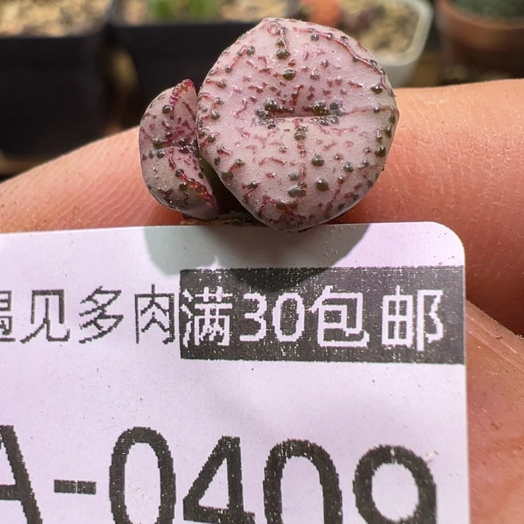 多肉植物11111111111