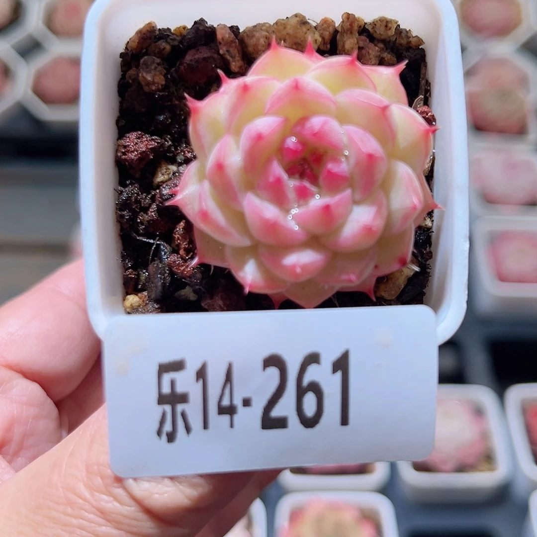 乐14-261 海王单头