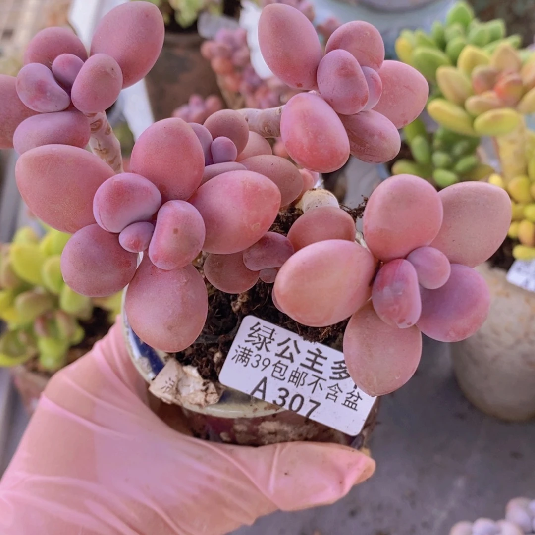 糖果桃蛋老桩10cm307多肉植物