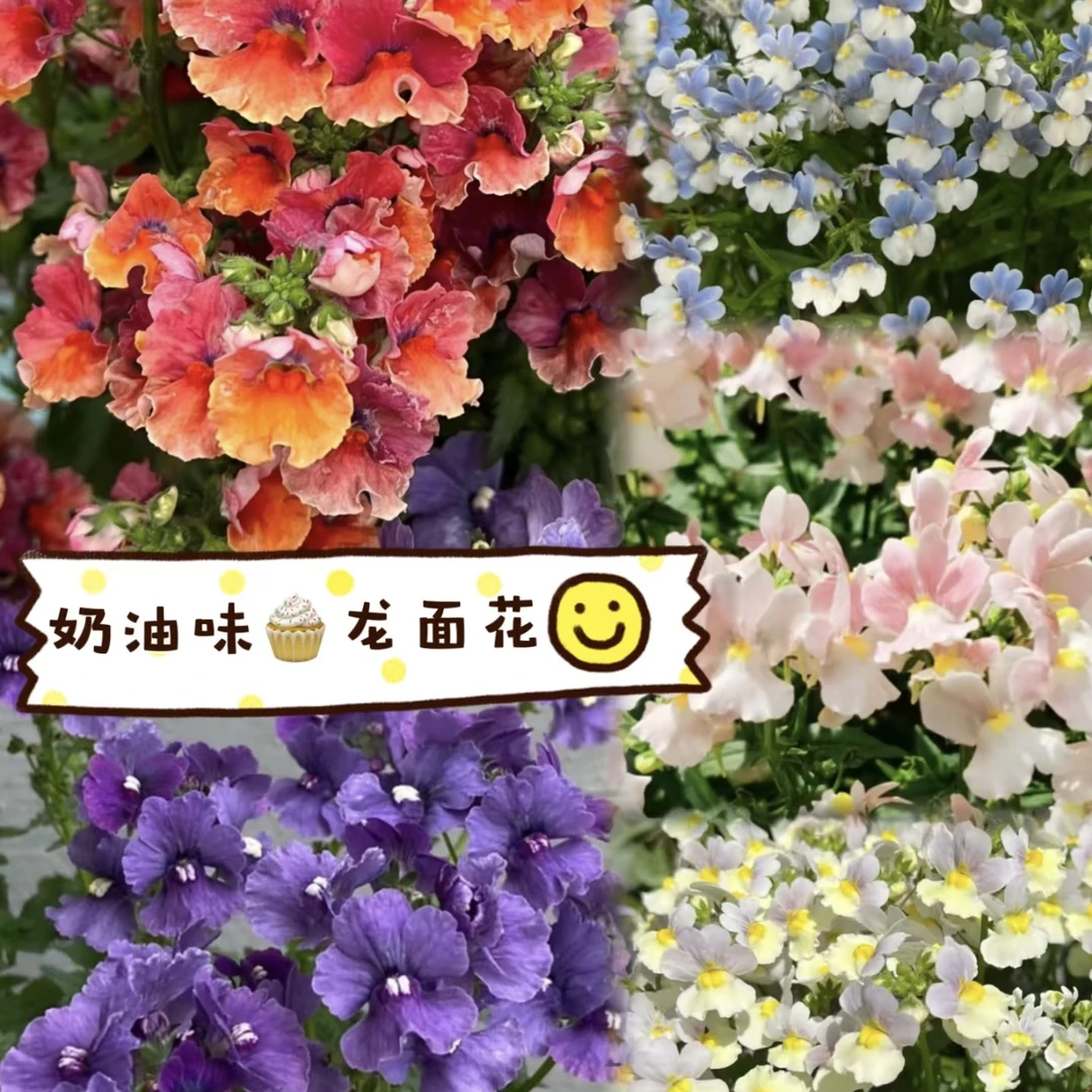 3盆3色【龙面花！】奶油味！耐寒耐冻花园盆栽