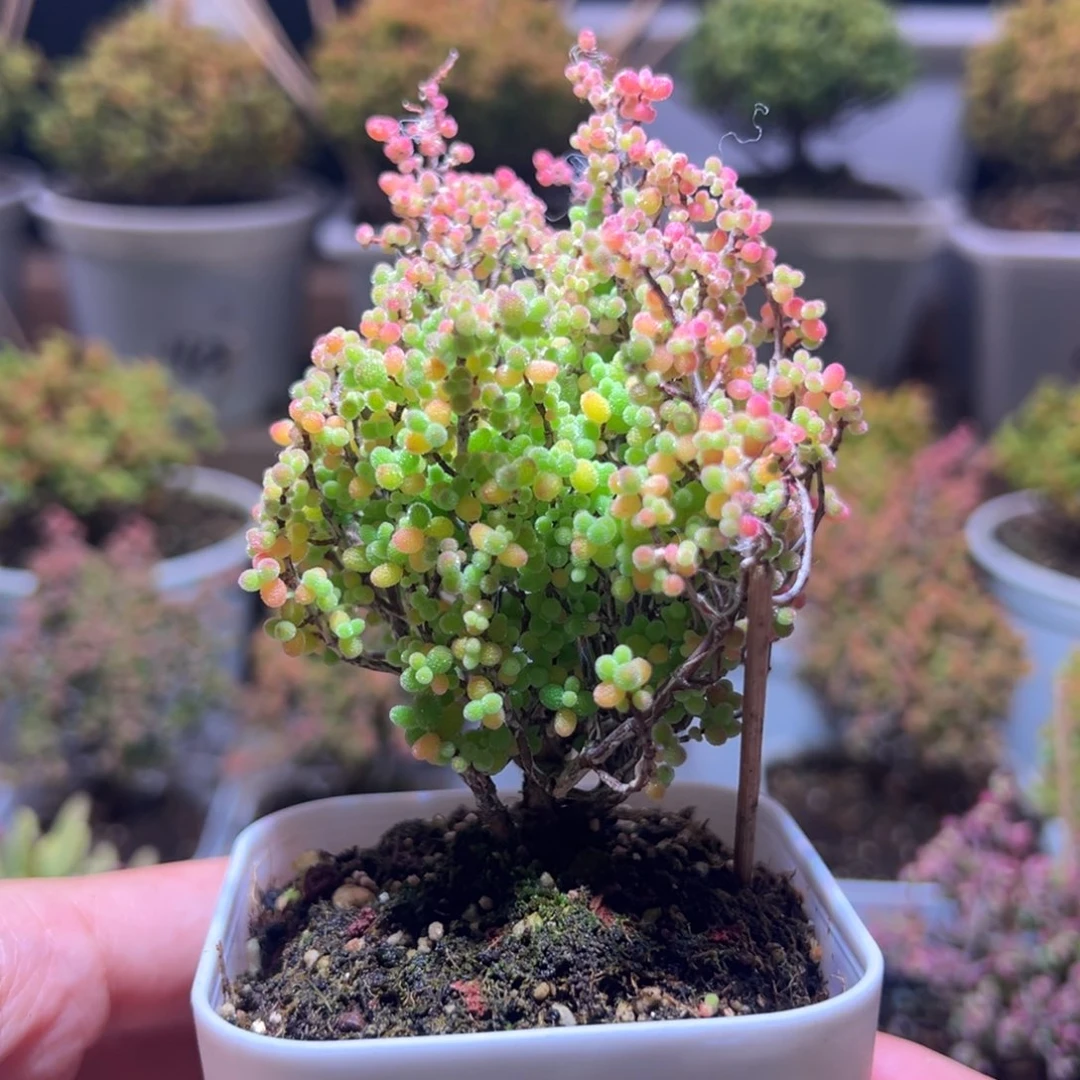 124蜜橘一物一拍带盆土发货