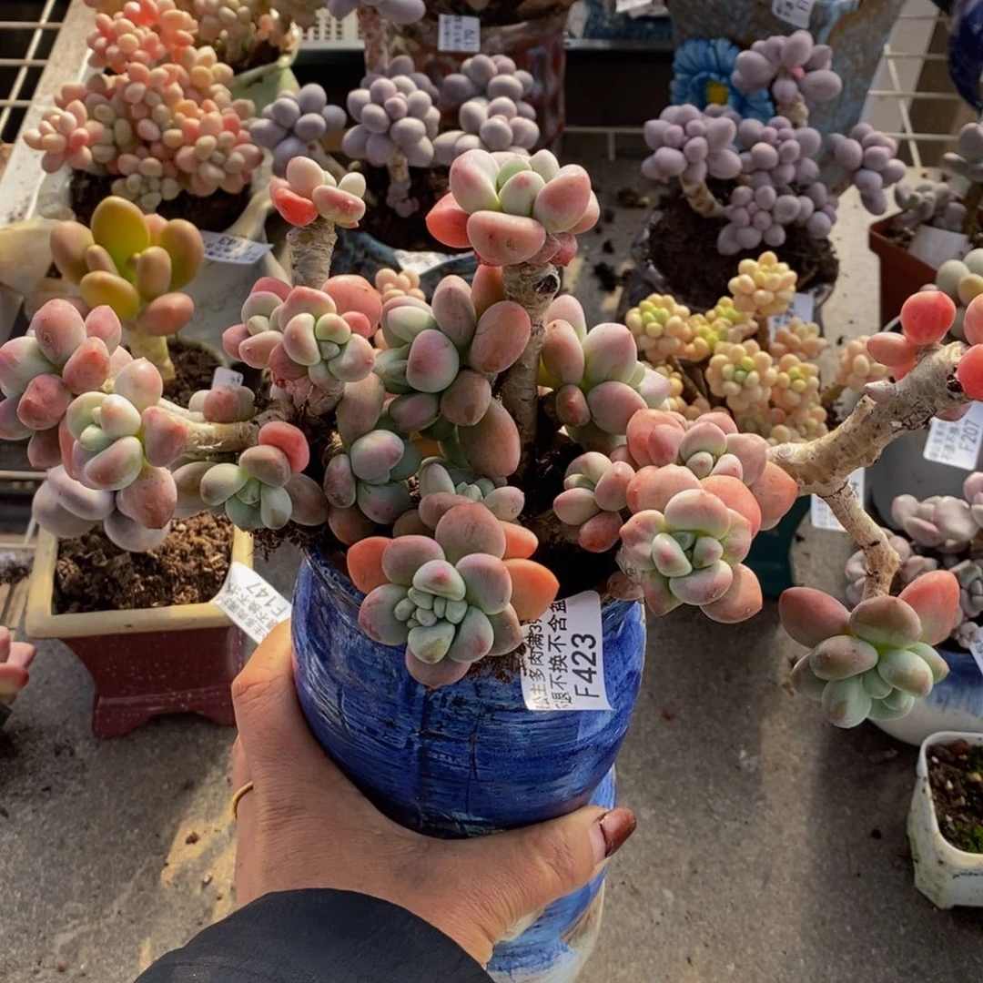 樱花洛神423/10 m