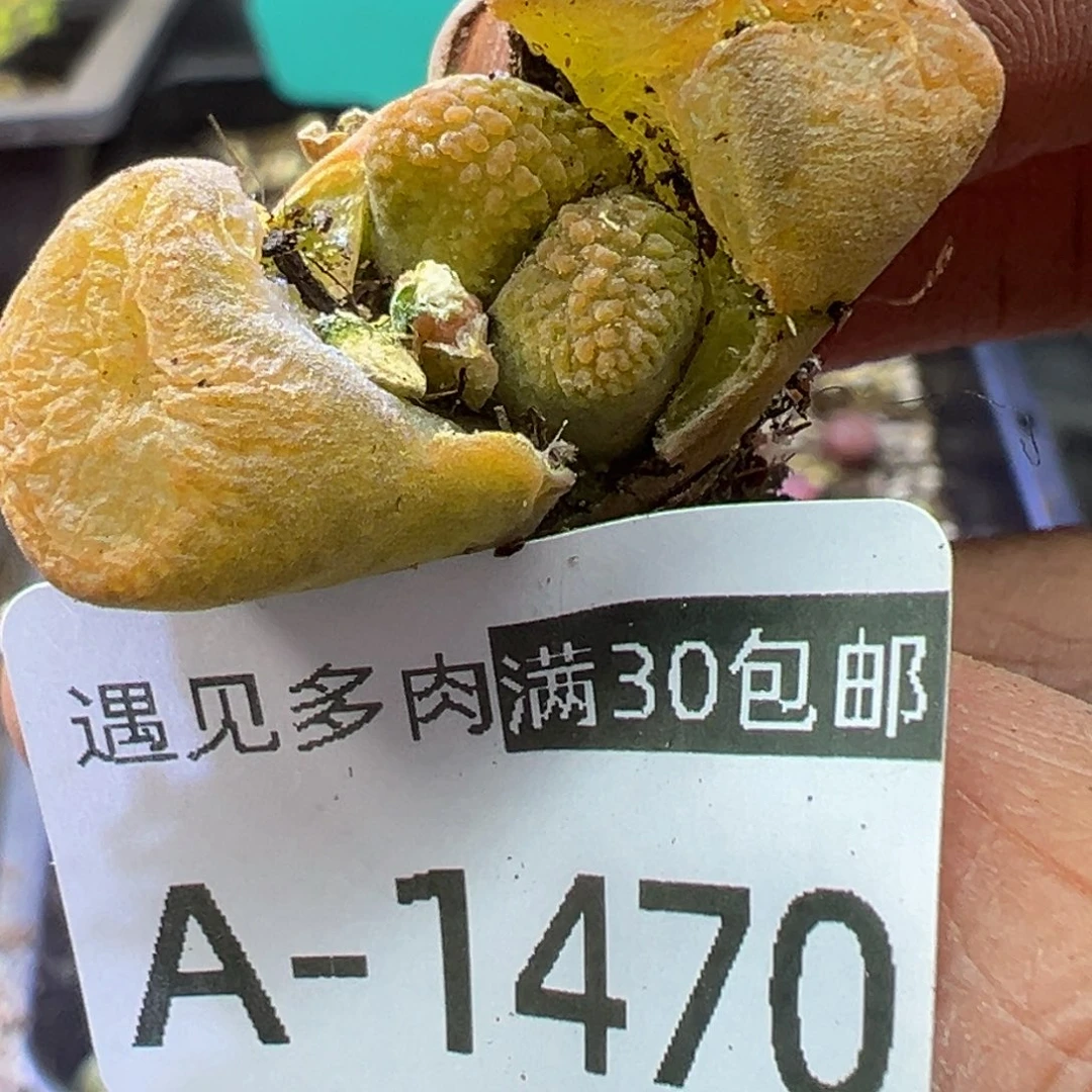 多肉植物11111111111111111