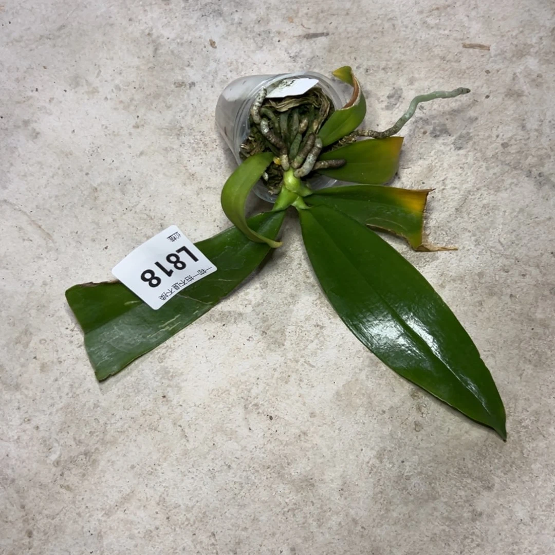 用***0完全开放l818海底世界福利瑕疵