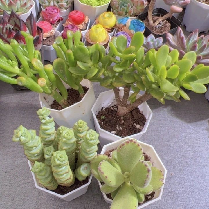 吸财树 摇钱树 熊掌 钱串