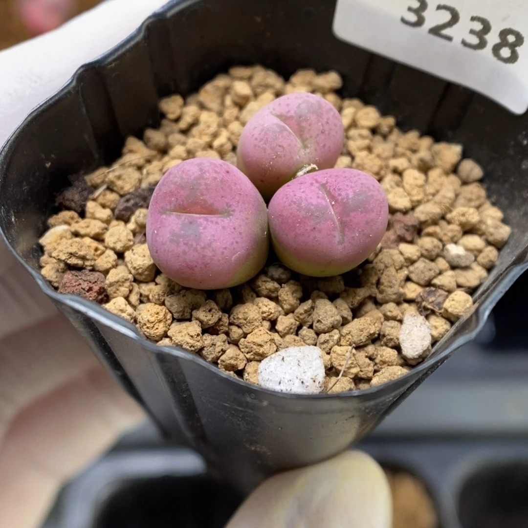 多肉植物肉锥杂交K-3238
