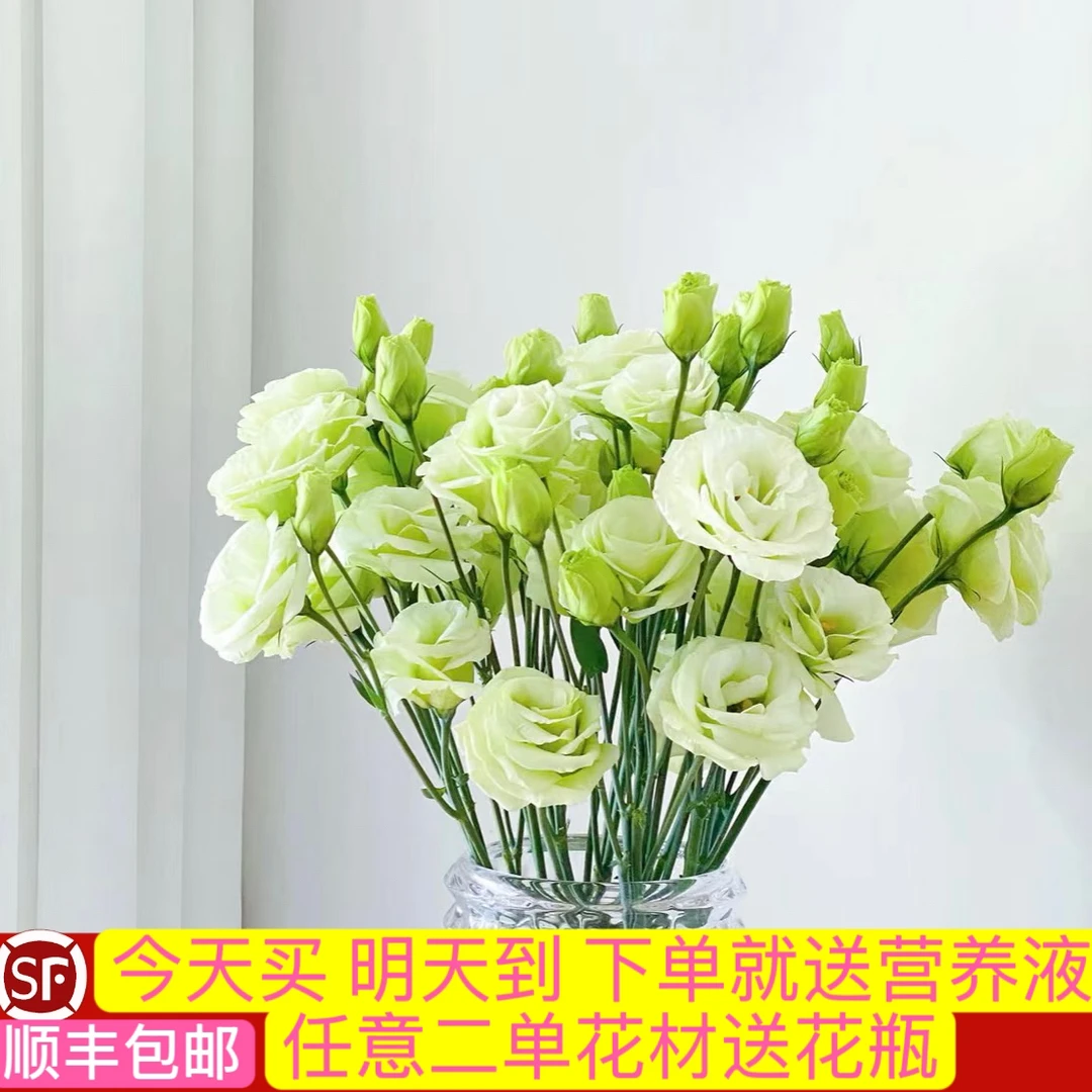 【次日达·绿色洋桔梗2拼】家用生活云南鲜切花 瓶插花 DIY花束 任意花材两单送花瓶顺丰送花上门