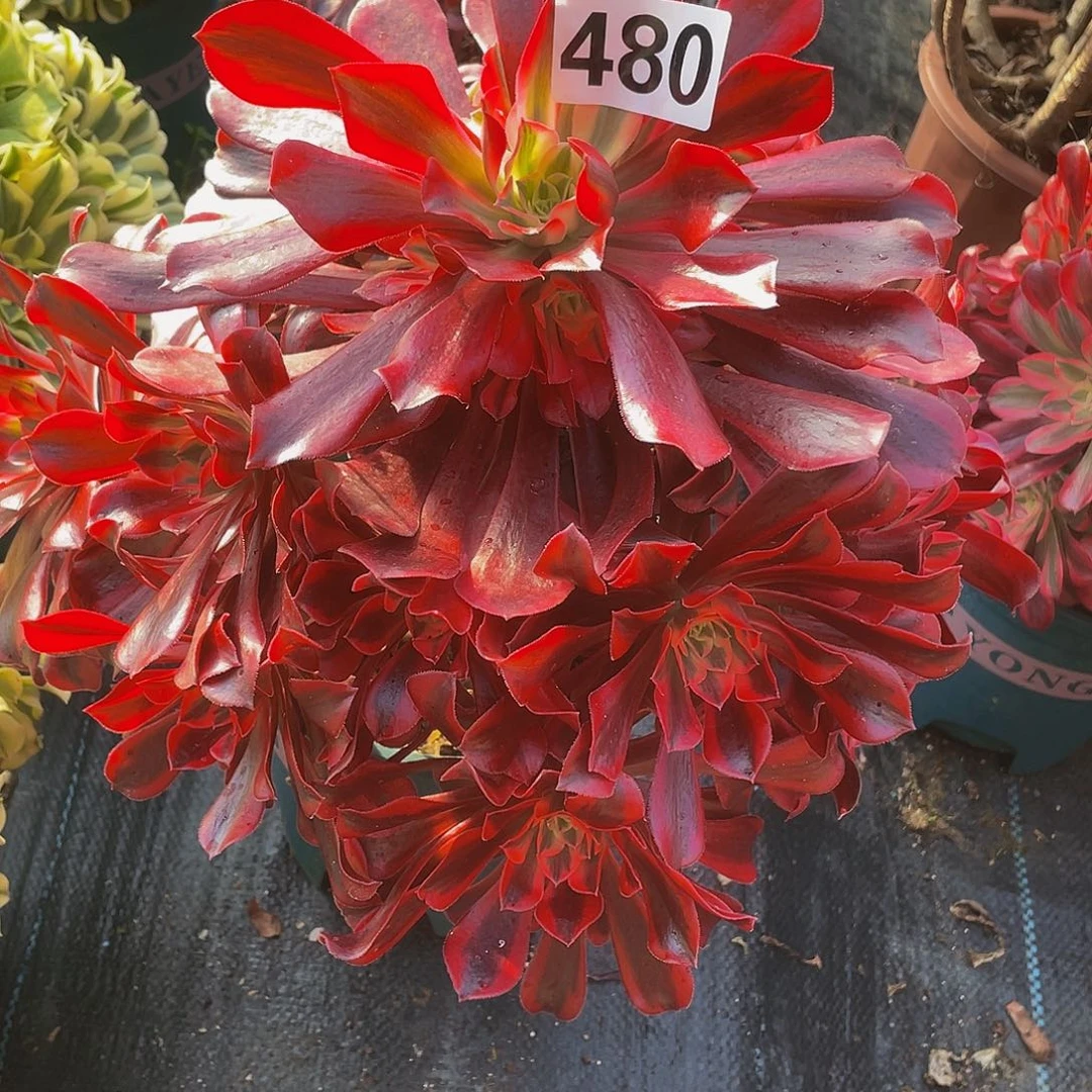 多肉法师480号美杜莎发货不包损