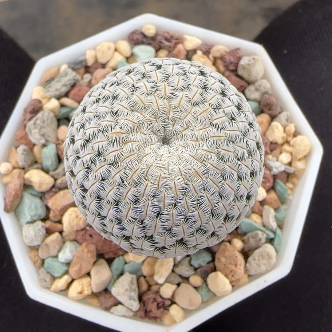 09实生3.1厘米白斜子多肉