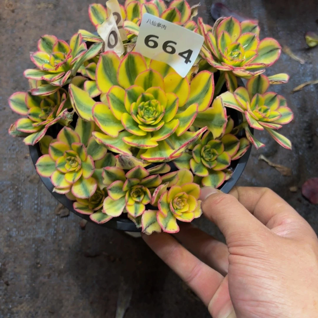 今***情664多肉植物太阳神无根