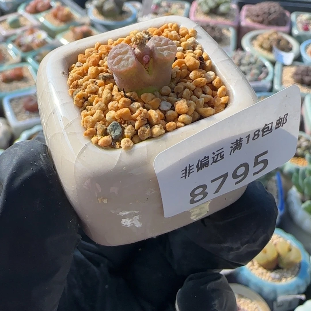 8795-一物一拍 带盆