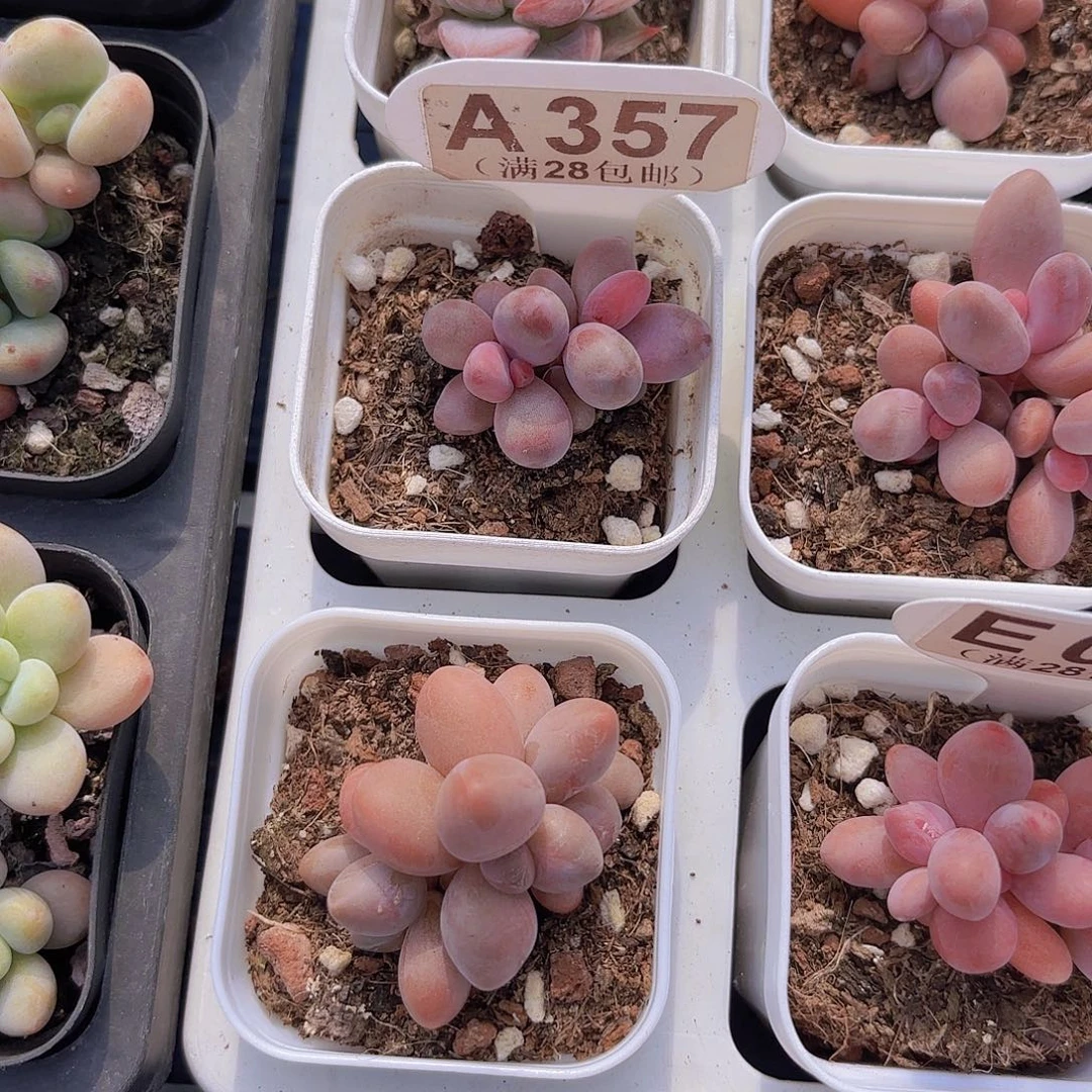 A037彩虹手指一物一拍