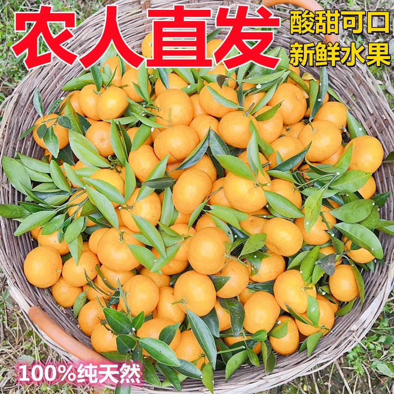 当天发出广东广州年桔8分甜2分酸桔香味浓郁广东省内次日达