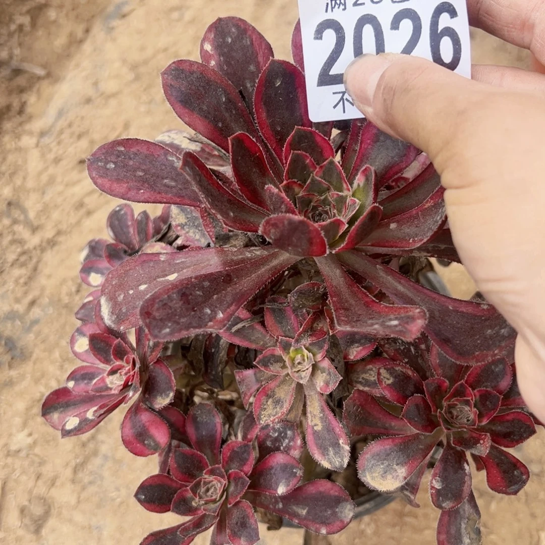 香奈儿多肉植物2026