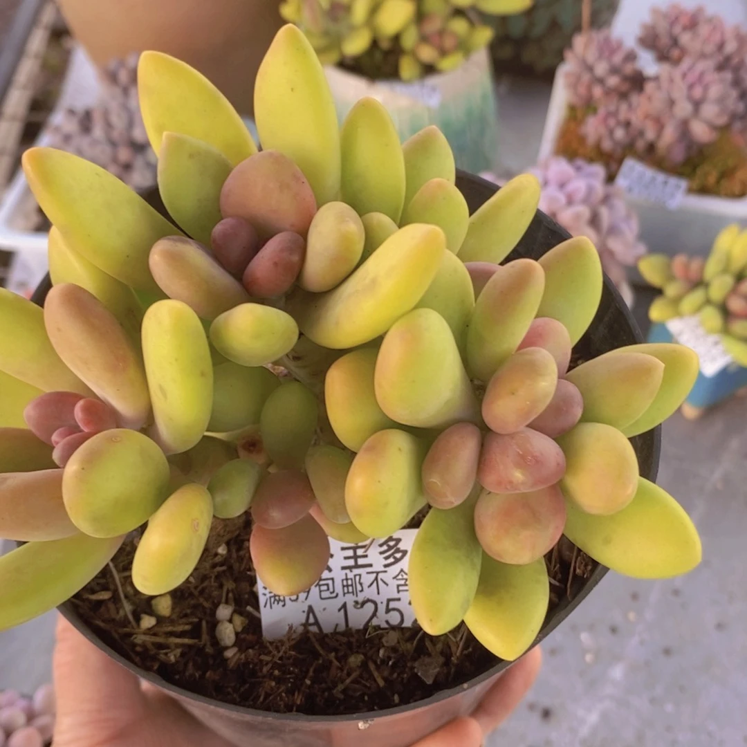 芒果奶13cm1252多肉植物