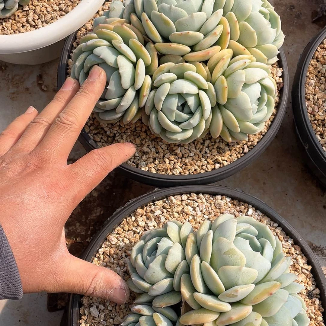 平*哥多肉植物一物一拍