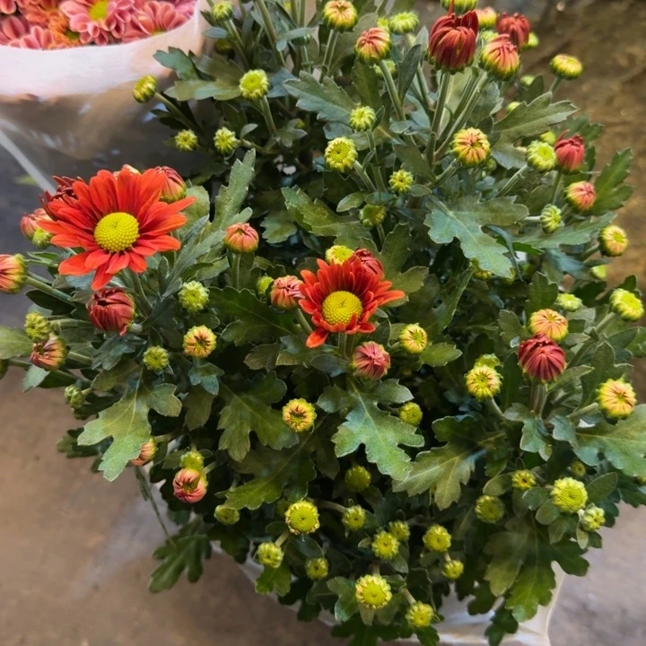 荷兰菊橙色绿心盆栽