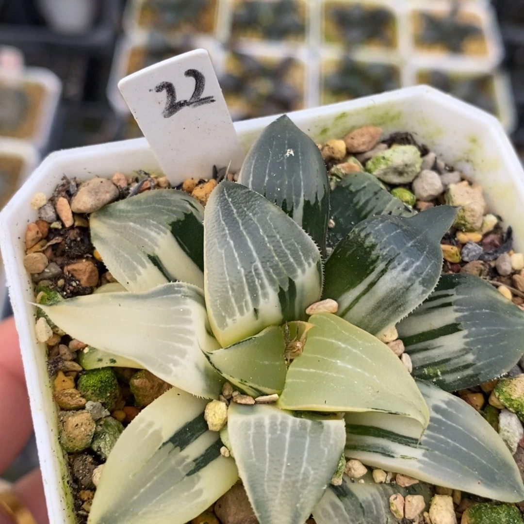 22裹克十二卷多肉植物