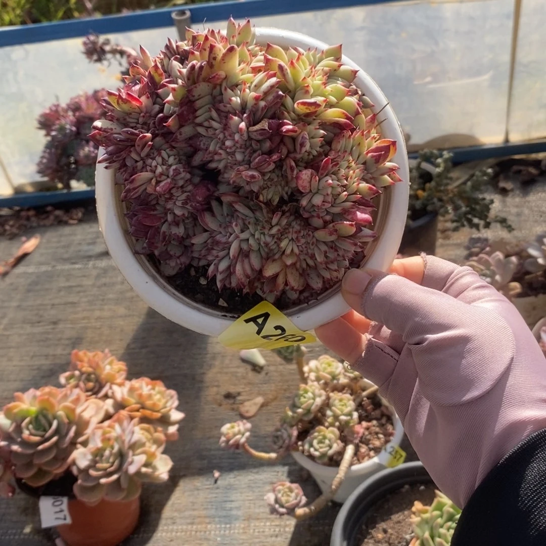 260红拉糖缀化一物一拍