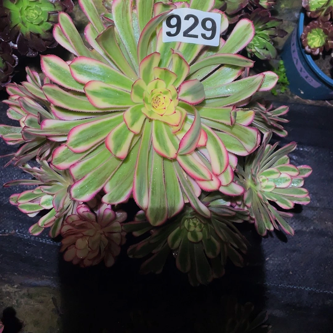 乖***兔多肉法师929号白月光发货不包损