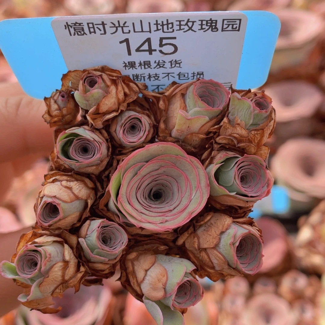 梧***桐山地玫瑰145断枝不包损不售后