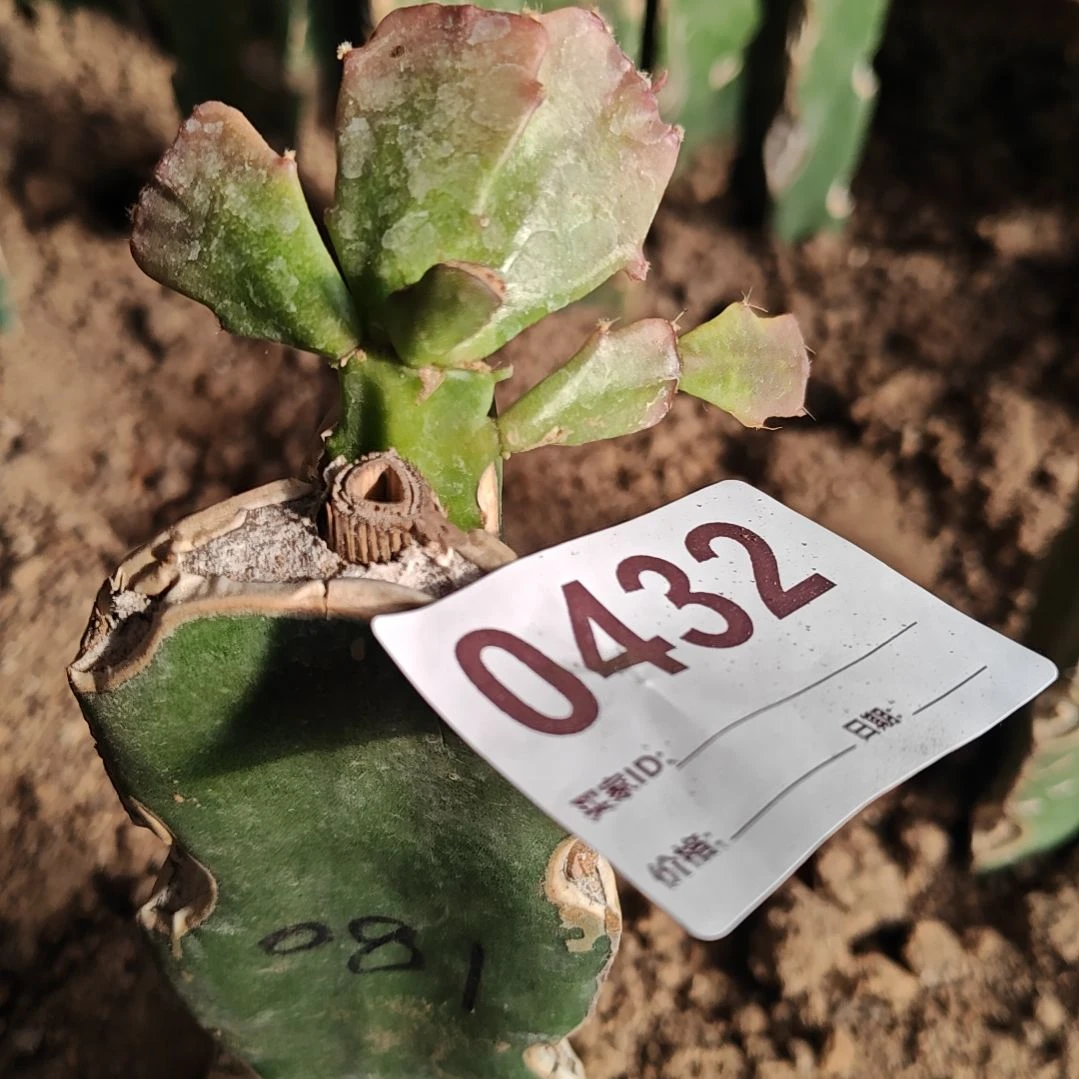 081红重瓣零下五度以上包邮432